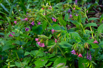 Vivid and bright pulmonaria flowers on green leaves background close up