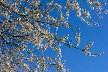 Prunus Cerasifera Blooming white plum tree. White flowers of Prunus Cerasifera