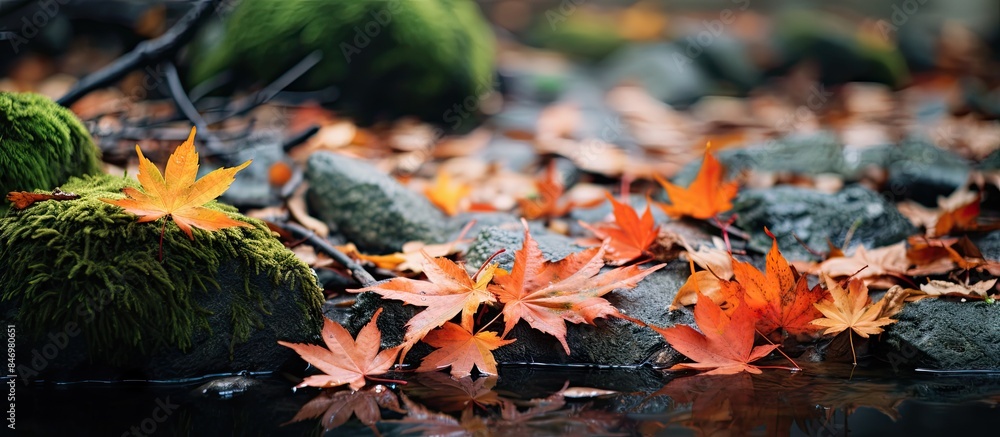 Poster Moss-covered ground with maple leaves in vibrant autumn colors scattered near a tranquil water source with rocks. with copy space image. Place for adding text or design