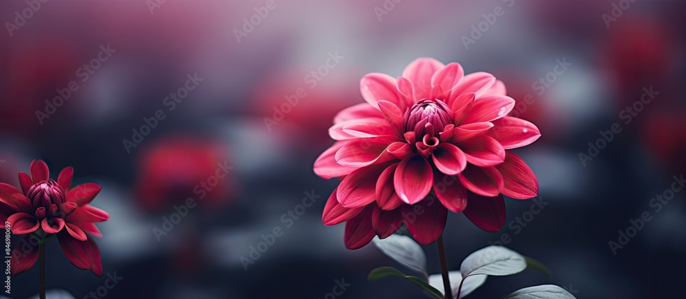 Fototapete fully bloomed burgundy flower surrounded by soft-focus flower buds in a grassy field. with copy spac