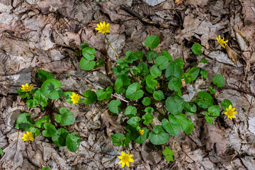 ranunculus ficaria verna pilewort lesser celandine
