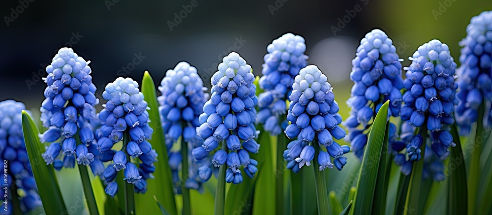 Poster Various shades of blue flowers blooming beautifully in a vibrant garden setting, adding a splash of color and nature's beauty. with copy space image. Place for adding text or design