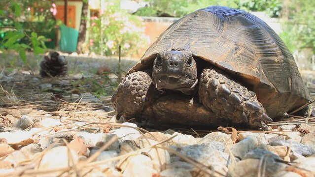 An old desert tortoise in the garden in Summer. Testudo graeca, Spur-thighed tortoise. Desert tortoises lifespan varying from 50 to 80 years
