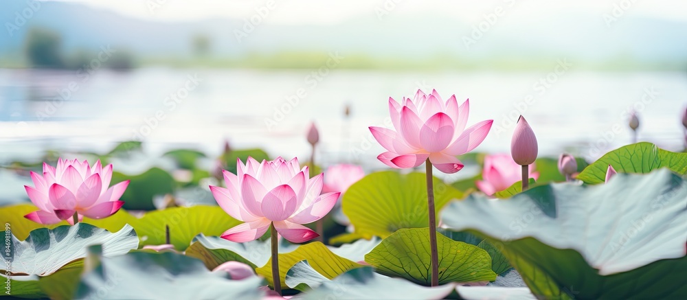 Leinwandbilder pink flowers flourish in the water of a pond, creating a vibrant and beautiful display in nature. wi