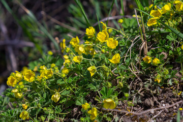 Yellow flowers of a Creeping Cinquefoil, also called Potentilla reptans or Kriechendes Fingerkraut