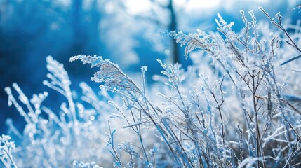 A close-up shot of a plant covered in frost, highlighting the delicate details
