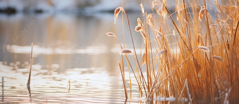 Poster scenic landscape showing tall grass growing in water with a majestic mountain in the background. wit