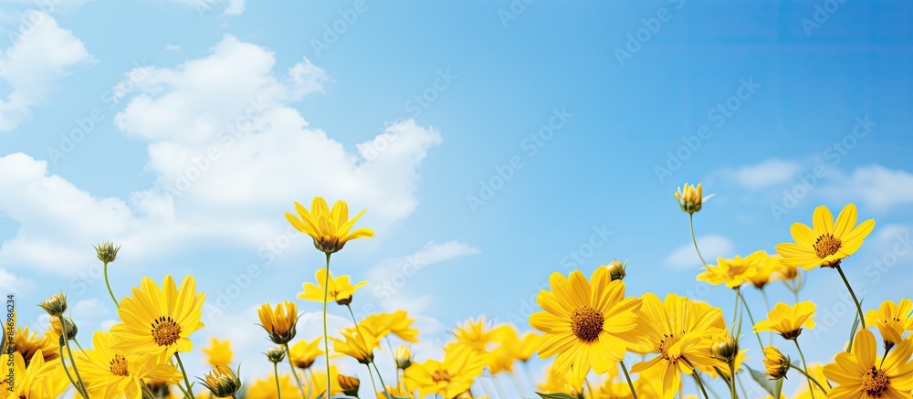 Leinwandbilder field adorned with vibrant yellow flowers against a backdrop of a serene blue sky in full bloom. wit