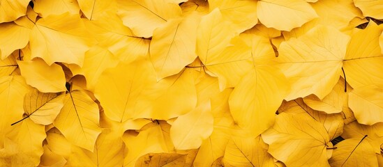 Yellow autumn leaves are scattered across a park wall creating a textured background. with copy space image. Place for adding text or design
