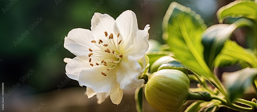 Poster close-up view of a white flower with brown spots, focusing on the center of a thorn apple blossom. w