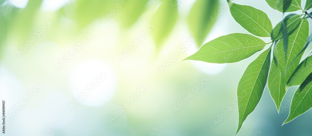 Aufkleber macro shot of tree leaves with sunlight filtering through, creating a soft green nature background, 