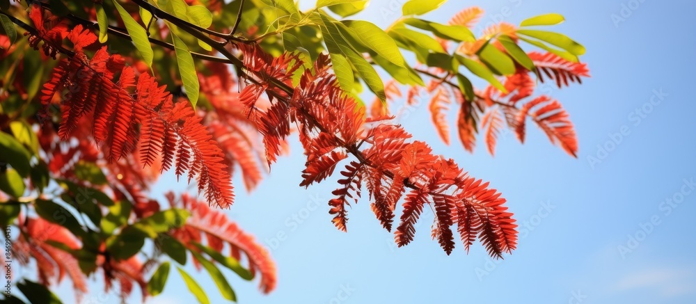Leinwandbilder A close-up view of a tree featuring red leaves set against a vibrant blue sky, showcasing the beauty of nature's color contrast. with copy space image. Place for adding text or design
