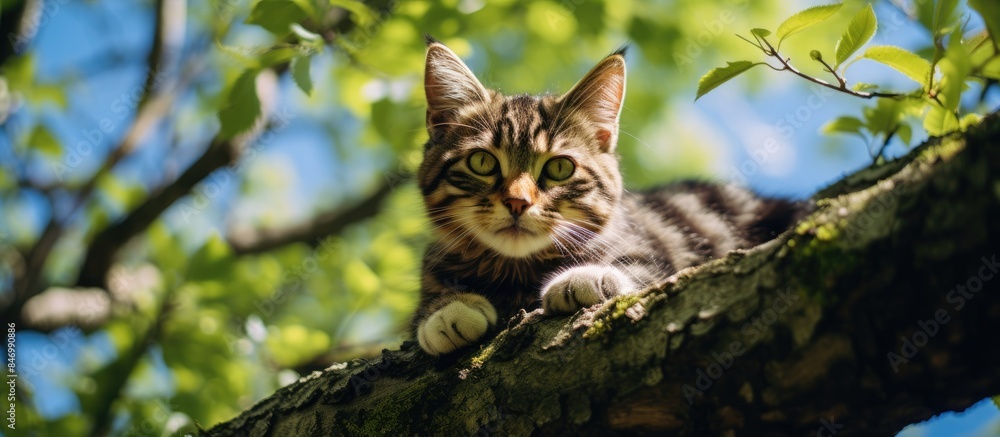 Aufkleber Tabby cat with distinctive markings sitting comfortably on a tree branch outdoors. with copy space image. Place for adding text or design