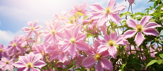 Pink flowers blooming abundantly on a bush, basking in the sunlight. Lush petals and yellow stamens visible on many clematis flowers. with copy space image. Place for adding text or design