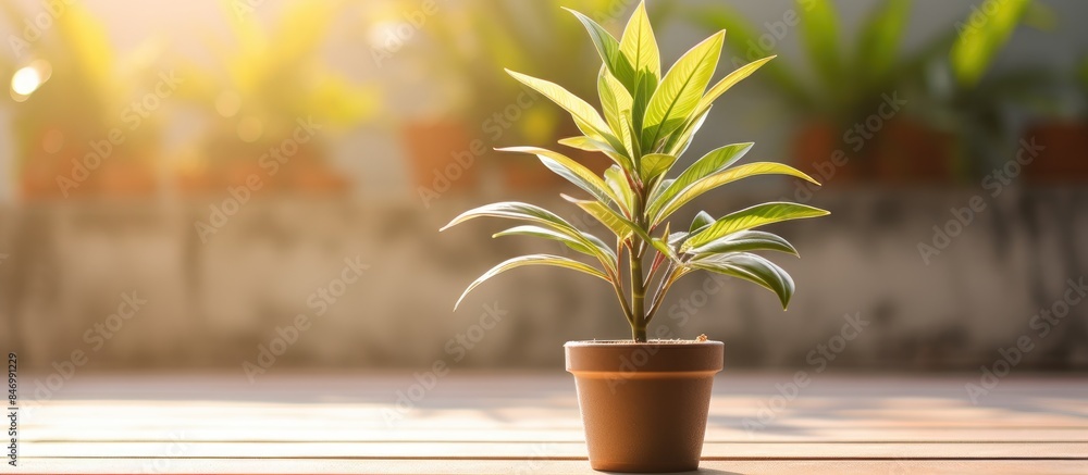 Poster green potted plant close up shot placed on a table surface. with copy space image. place for adding 