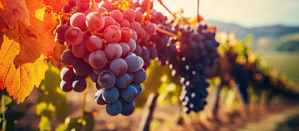 Fototapete Cluster of grapes on vine in vineyards during autumn harvest. with copy space image. Place for adding text or design