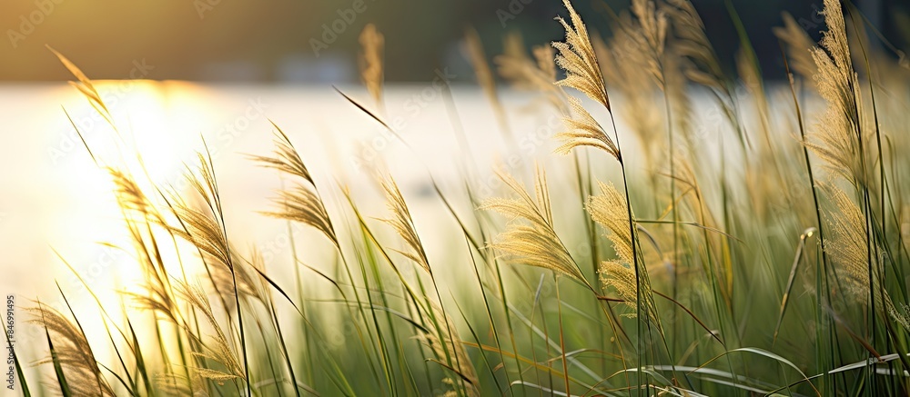 Fototapete Sun setting over a serene lake with tall grass-like reeds in the foreground. with copy space image. Place for adding text or design