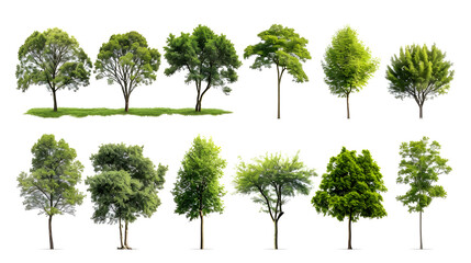 Collection of  Trees Isolated on white background