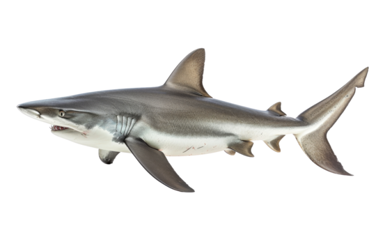 A detailed image of a shark swimming in the ocean, showcasing its sleek body and ferocious nature, perfect for marine life visuals.