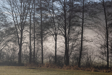Baumreihe mit dahinter liegenden Nebelbänken 