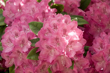 close up of beautiful bright pink rhododendron flowers