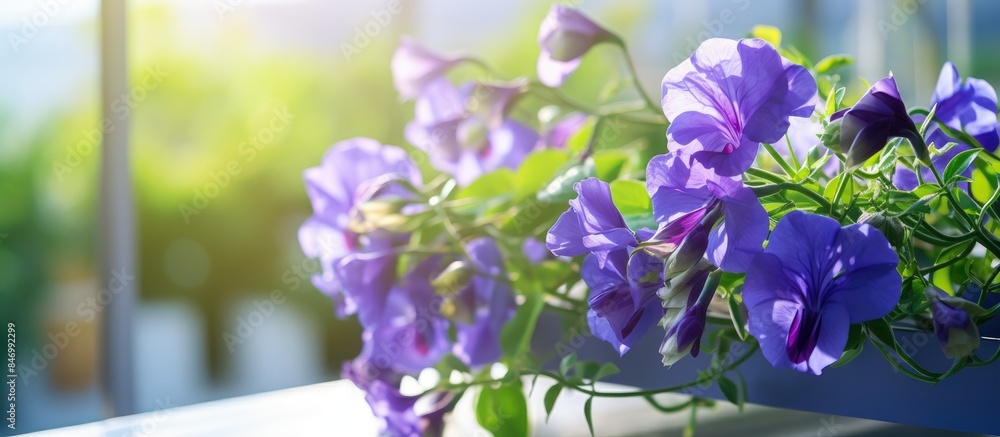 Fototapete purple flowers bathed in sunlight on a window ledge, creating a serene and colorful scene indoors. w