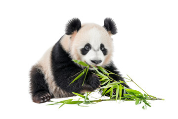 Naklejka premium Adorable baby panda chewing on bamboo sticks, isolated on a transparent background. Perfect for wildlife and nature themes.