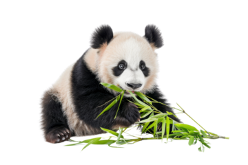 Adorable baby panda chewing on bamboo sticks, isolated on a transparent background. Perfect for wildlife and nature themes.