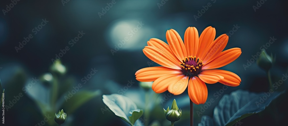 Fototapete vibrant orange flower in sharp focus amidst the vast expanse of a field. with copy space image. plac