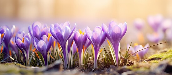 Vibrant purple crocus flowers blooming beautifully in the warm sun on a lovely day. with copy space...