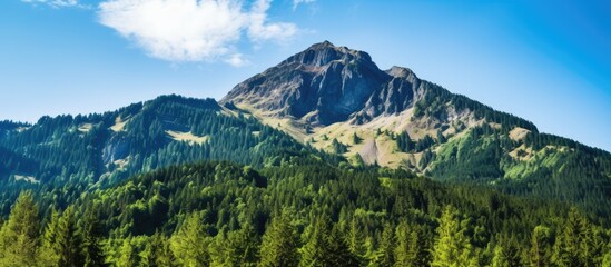 Rocky mountain summit set within a dense green forest of coniferous trees. with copy space image. Place for adding text or design