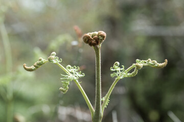 fern fronds unfurling in spring sunshine with a blurred green background