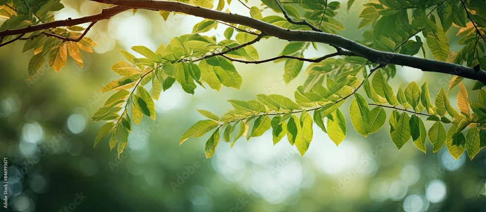Poster sunlight beams through green tree leaves in a dense forest setting, creating a natural filter of rad