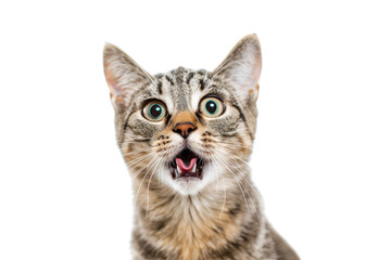 Obraz premium Close-up of a surprised tabby cat with wide eyes and open mouth on a transparent background. capturing a funny and curious expression.