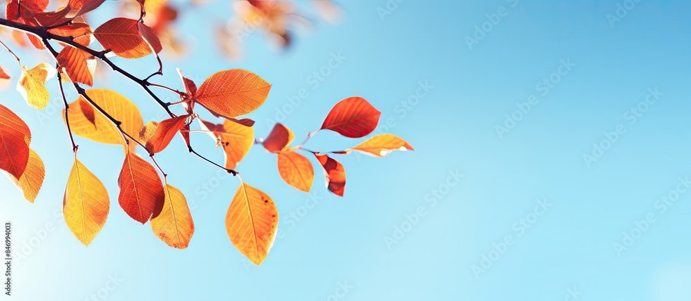 Fototapete close-up view of a tree branch covered in leaves, bathed in sunlight. with copy space image. place f