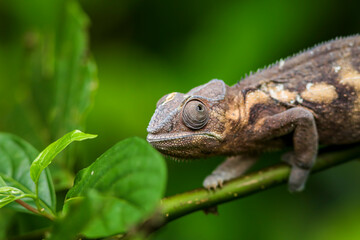 green lizard on a tree