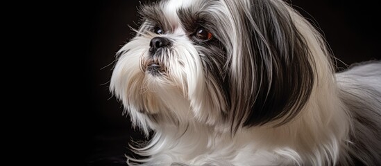 Naklejka premium Shih Tzu dog in studio setting showcasing its beautiful long hair and distinct black and white fur. with copy space image. Place for adding text or design