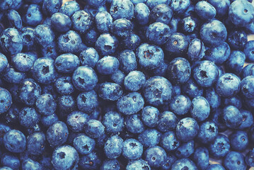Blueberry berry background. Macro. Fresh blueberry background. Water drops on ripe blueberries. Background from freshly picked blueberries, close-up. Blue berries of blueberry close-up, macro.