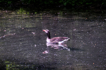 water birds in Gmunden Austria, Europe, Bear, Zoo 