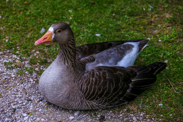 Geese by the river in the mountains, Duck, Austria. Schwan