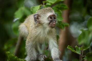 Baby vervet monkey exploring a tree