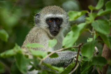 Vervet monkey sitting in a tree