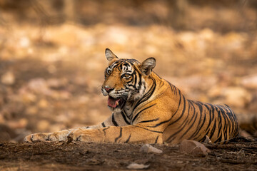 indian wild male Showstopper tiger or panthera tigris closeup sitting in middle of road or track a roadblock inside a jungle safari at Ranthambore National Park Forest Tiger Reserve Rajasthan India