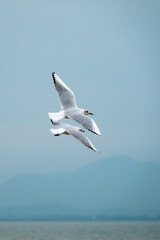 Two seagulls flying on the sea