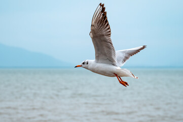 A flying seagull on the sea