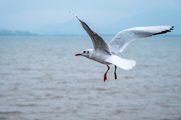 A flying seagull on the sea