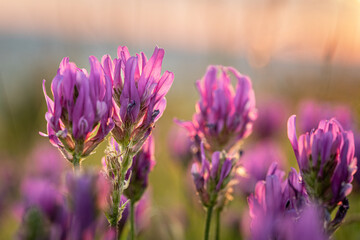 Blüten des Esparsetten-Tragant (Astragalus onobrychis) im Gegenlicht