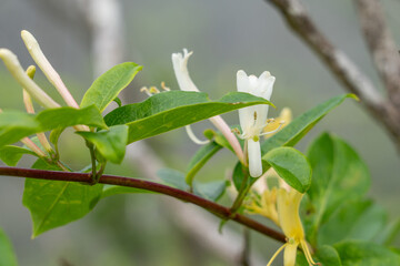 Lonicera japonica, Japanese honeysuckle and golden-and-silver honeysuckle, is a species of honeysuckle native to East Asia, including many parts of China. Kalalau Lookout, Kokee State Park Kauai