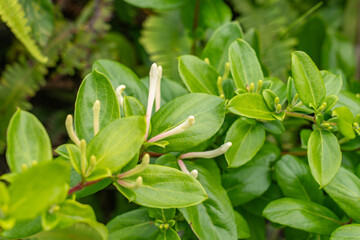 Lonicera japonica, Japanese honeysuckle and golden-and-silver honeysuckle, is a species of honeysuckle native to East Asia, including many parts of China. Kalalau Lookout, Kokee State Park Kauai