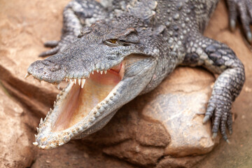 Obraz premium Crocodile Crocodylus moreletii in zoo, Barcelona, Catalonia, Spain